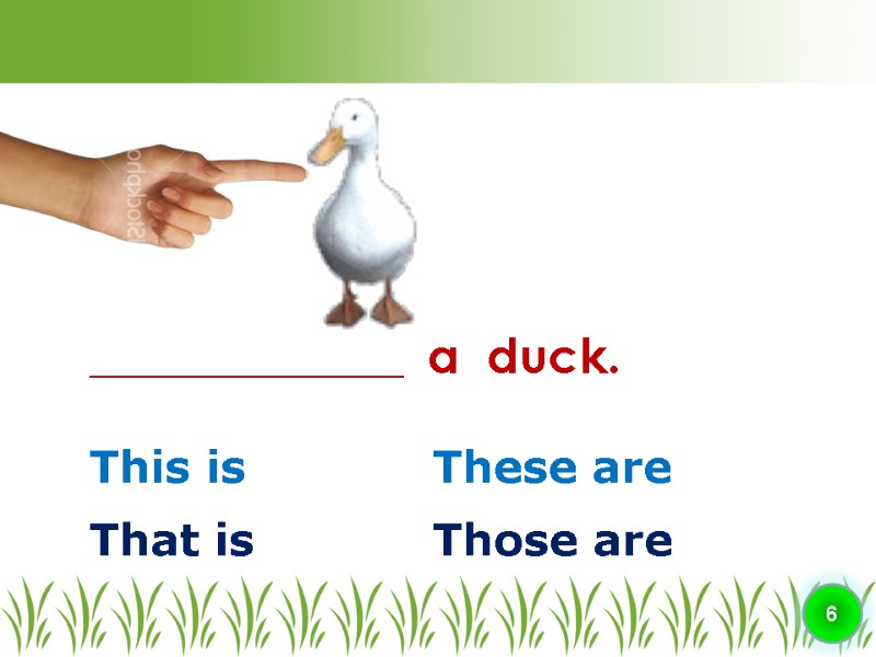 This is These are ________________  a  duck. 6 That is Those are